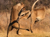 南非狮子滑稽的打斗瞬间