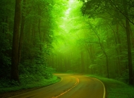 护眼的绿色森林风景桌面壁纸