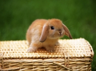 动物壁纸可爱兔子图片大全 可爱的兔子温馨图片高清