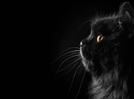 黑猫图片大全 秋天傲慢的黑猫