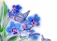 蓝色蝴蝶蝴蝶兰图片素材