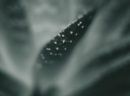 小清新植物仙人掌高清桌