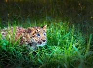 草丛中的婴儿豹