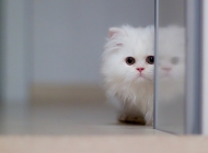 玻璃门旁可爱的白色猫咪