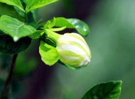 白色栀子花唯美清新植物