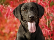 黑色拉布拉多犬可爱写真