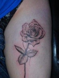 手臂唯美流行的素描玫瑰花纹身图片