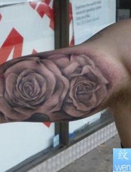 手臂流行唯美的黑灰玫瑰花纹身图片