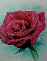 推荐两款不同效果的玫瑰花纹身图片