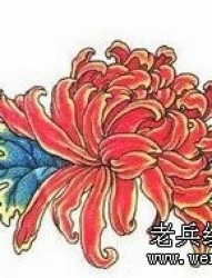 花纹身图片―菊花纹身图片