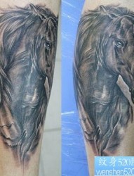 动物纹身图片：腿部马纹身图案