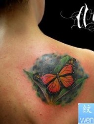 肩胛骨彩色蝴蝶纹身图片图案