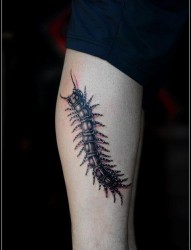 一张美女腿部蜈蚣纹身图片