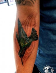 一张手臂蜂鸟纹身图片