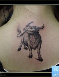 女人背部一张公牛纹身图片