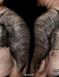 男生手臂与肩膀处超酷大象纹身图片