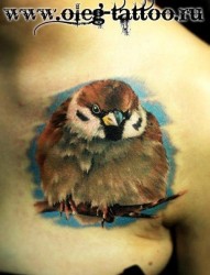 女性肩膀处流行精美的小鸟纹身图片