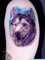 手臂帅气经典的小狗肖像纹身图片