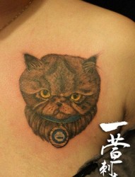 女人胸部呆呆的猫咪纹身图片