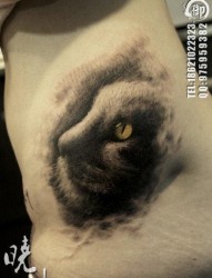 女人腰部唯美流行的猫咪纹身图片
