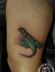 腿部流行经典的一张彩色壁虎纹身图片