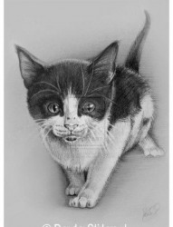 可爱前卫的一张小猫纹身手稿