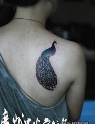 女人肩背前卫流行的孔雀纹身图片