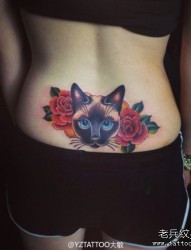 女人腰部经典流行的一张猫咪纹身图片
