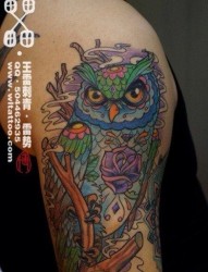 手臂流行很帅的彩色猫头鹰纹身图片
