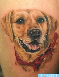 一张金毛犬纹身图案