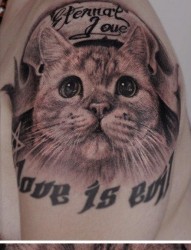 手臂可爱很萌的猫咪纹身图片