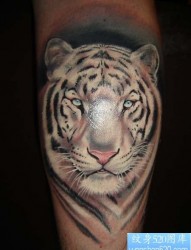 小腿上一张白色老虎纹身图片