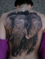 推荐大家欣赏一张满背大象纹身作品