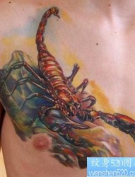 蝎子纹身图片：胸部3D彩色蝎子纹身图案