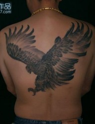 老鹰纹身图片：满背老鹰纹身图案