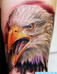 老鹰纹身图片：手臂彩色老鹰纹身图案