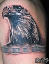 老鹰纹身图片：一张手臂老鹰头像纹身图片