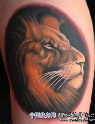 狮子纹身图片：腿部彩色狮子狮子头纹身图案