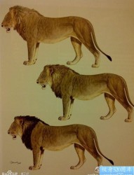 为大家一组狮子纹身图片
