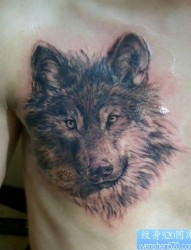 男人胸前很酷潮流的狼头纹身作品