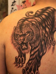 后背上的一组老虎纹身图片