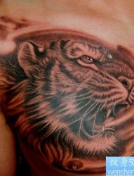 老虎纹身图片：胸部老虎虎头纹身图片纹身作品