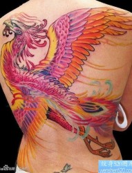 女人背部精美漂亮的彩色凤凰纹身图片