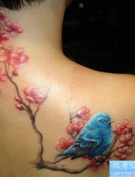 美女背部漂亮精美的彩色喜鹊梅花纹身图片
