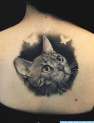 女人后背潮流经典的写实猫咪纹身图片