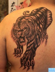 纹身520图库推荐一幅背部老虎纹身图片