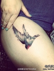 女人腿部时尚精美的小燕子纹身图片
