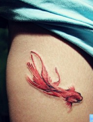 一幅腿部彩色金鱼纹身图片由纹身520图库推荐