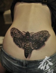美女腰部经典很酷的飞蛾纹身图片