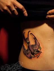 腹部燕子纹身图片有纹身520图库推荐